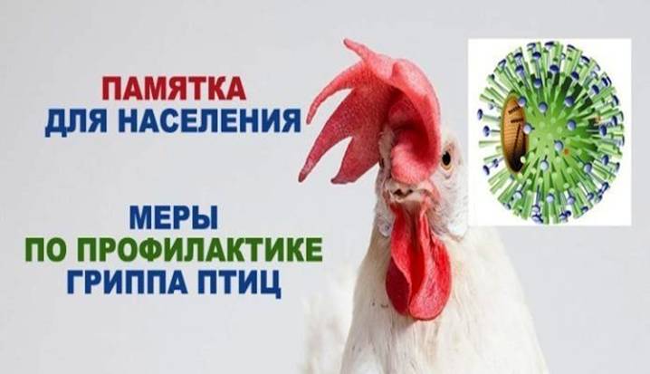 ВНИМАНИЕ! ГРИПП  ПТИЦ!.