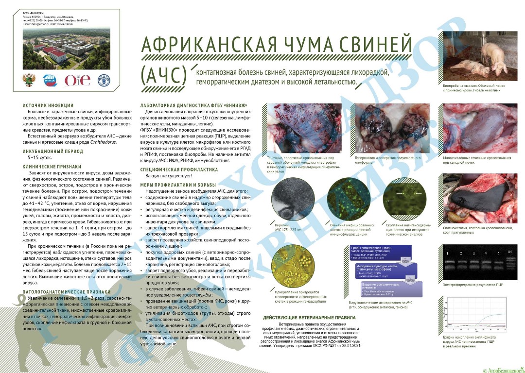 Памятка: Африканская чума свиней