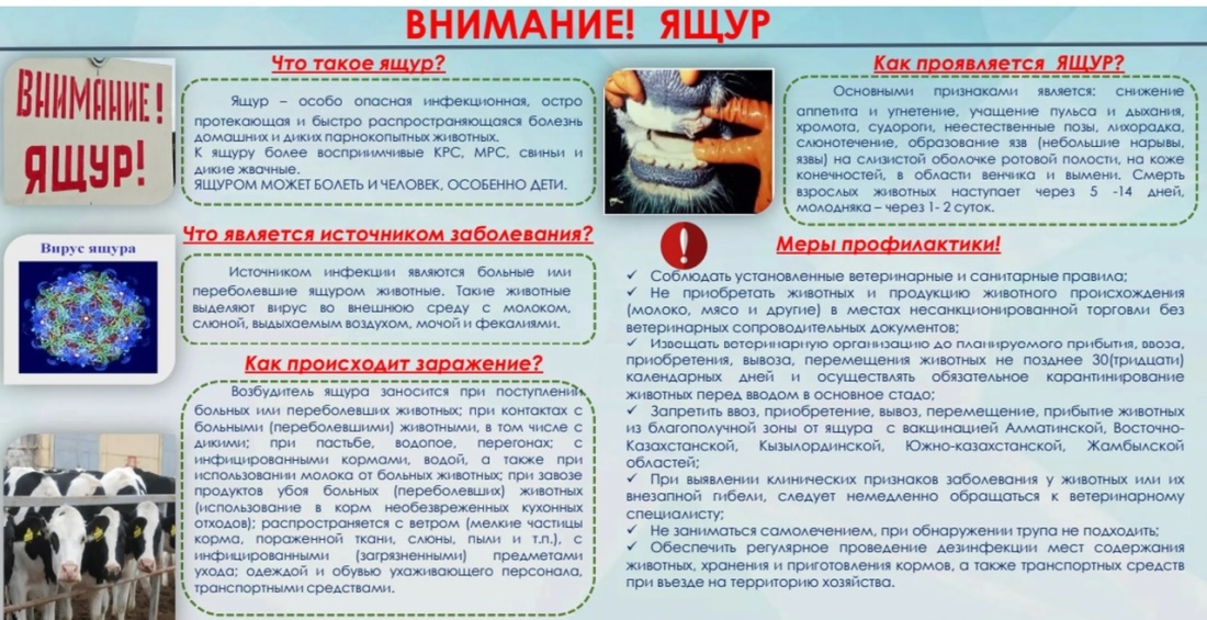 ящур