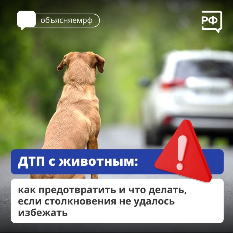 Животные на дороге часто непредсказуемы. 