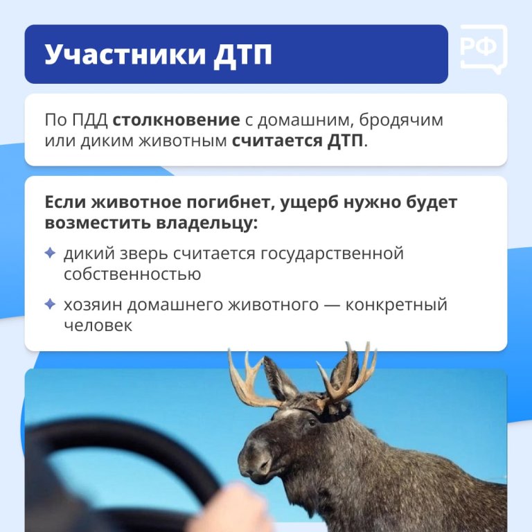 Животные на дороге часто непредсказуемы. 