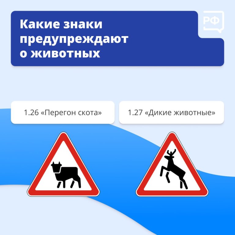Животные на дороге часто непредсказуемы. 