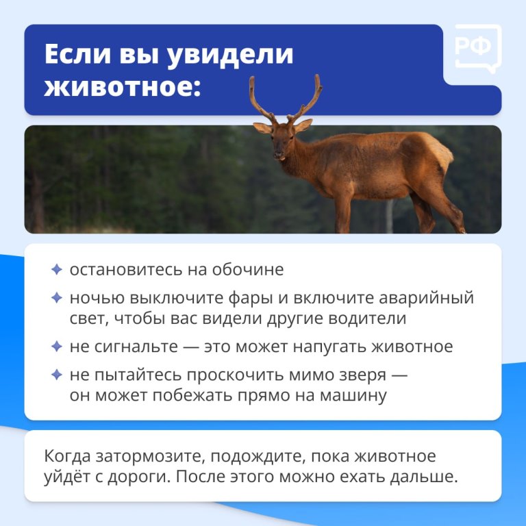 Животные на дороге часто непредсказуемы. 