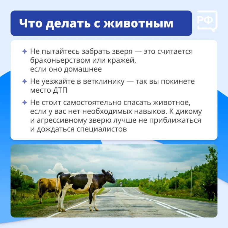 Животные на дороге часто непредсказуемы. 